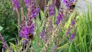 Het zaaien van zaadjes van wilde bloemen helpt de natuur